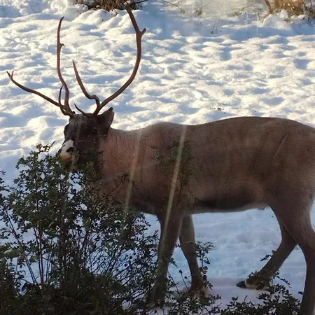 Lovely By Ounasjoki Domek alpejski *