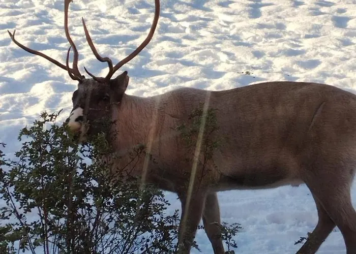 Lovely By Ounasjoki Alpstuga *